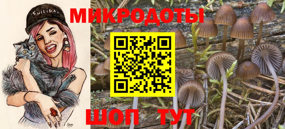 Псилоцибиновые грибы Psilocybine cubensis Дубна